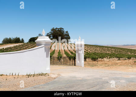 Swartland regione del Western Cape in Sud Africa. Dicembre 2017. Vigneto nella regione Swartland Foto Stock