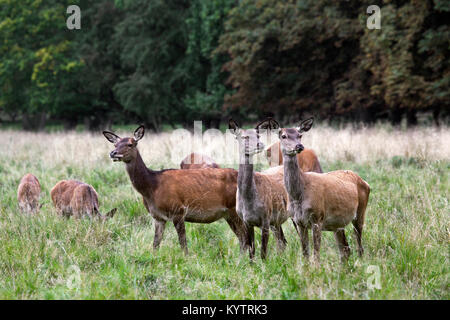 Allevamento di cervo (Cervus elaphus) cerve / femmine in calore che pascolano nella prateria a foresta di bordo durante la routine in autunno Foto Stock