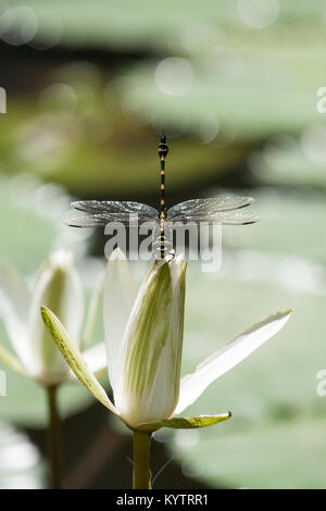 Dragonfly siede su un giglio di acqua in una vasca che è in Hindi Tempio di Goa Gajah vicino da Ubud Bali. Foto Stock