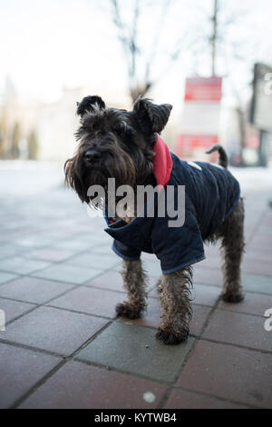 Schnauzer in una camicia Foto Stock