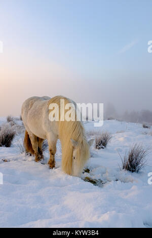 Highland pony lambisce nella neve a Gairlochy Lochaber in Scozia Foto Stock