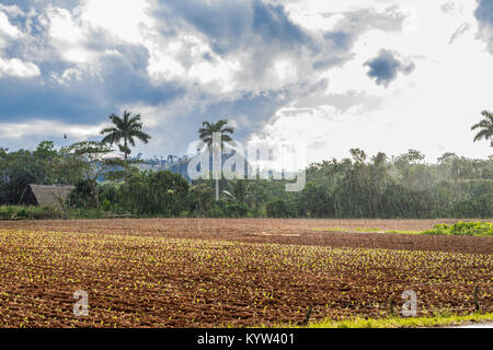 Vi ales valley view in Cuba. Unreal natura in montagna con laghi, montagna, alberi, wildlife- Foto Stock