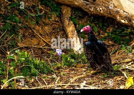 Vi ales valley view in Cuba. Unreal natura in montagna con laghi, montagna, alberi, wildlife- Foto Stock