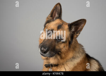 Ritratto di un cane pastore tedesco nel Regno Unito. Foto Stock