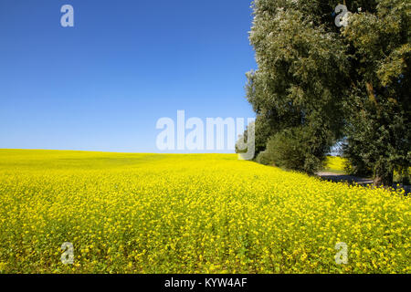Campo di colza con fioritura giallo fiori di canola (genere Brassica) e gli alberi sul lato del telaio durante una soleggiata giornata estiva con il colore blu cielo chiaro Foto Stock