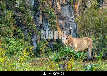 Vi ales valley view in Cuba. Unreal natura in montagna con laghi, montagna, alberi, wildlife- Foto Stock