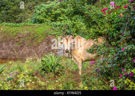 Vi ales valley view in Cuba. Unreal natura in montagna con laghi, montagna, alberi, wildlife- Foto Stock