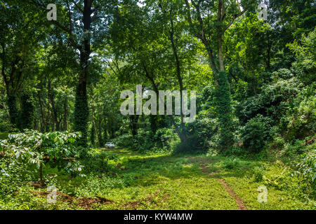 Bellissima vista della foresta Attappadi, situato nel distretto di Palakkad Kerala, nell India meridionale Foto Stock