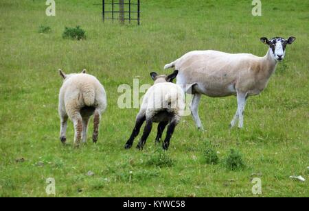 Esecuzione di pecore in un campo verde Foto Stock