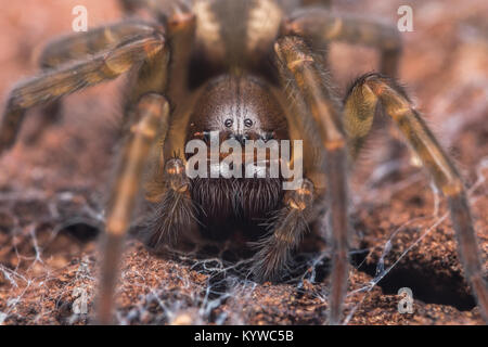 Pizzi-web spider o Pizzo Weaver Spider (Amaurobius fenestralis). Close up foto macro della sua testa. Cahir, Tipperary, Irlanda. Foto Stock