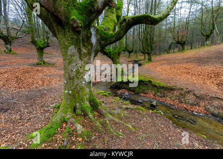 Otzarreta del bosco di faggio. Gorbea Parco Naturale. Spagna. Foto Stock