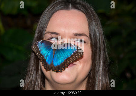 RHS Wisley, Surrey, Regno Unito. Il 17 gennaio 2018. Su un terribilmente freddo gennaio giorno più di 50 colorate specie di farfalle tropicali volare liberamente attraverso la zona tropicale della grande serra at Wisley nel mezzo del Regno Unito in inverno, in un display a colori fino al 4 marzo 2018. Un membro del personale di Wisley arriva fino in prossimità di un blu Morpho, Morpho peleides. Credito: Malcolm Park/Alamy Live News. Foto Stock