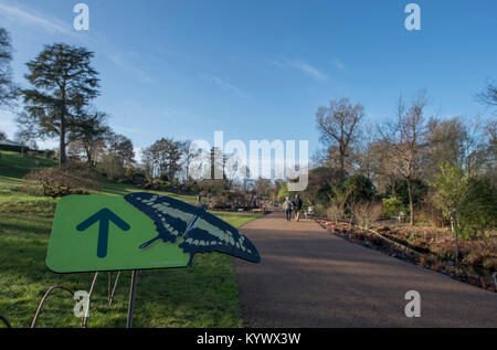 RHS Wisley, Surrey, Regno Unito. Il 17 gennaio 2018. Su un terribilmente freddo gennaio giorno i visitatori la testa per i tropici dove più di 50 colorate specie di farfalle tropicali volare liberamente attraverso la zona tropicale della grande serra at Wisley nel mezzo del Regno Unito in inverno, in un display a colori fino al 4 marzo 2018. Credito: Malcolm Park/Alamy Live News. Foto Stock