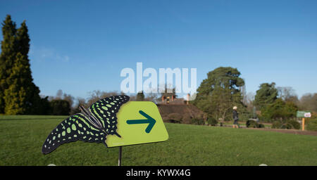 RHS Wisley, Surrey, Regno Unito. Il 17 gennaio 2018. Su un terribilmente freddo gennaio giorno i visitatori la testa per i tropici dove più di 50 colorate specie di farfalle tropicali volare liberamente attraverso la zona tropicale della grande serra at Wisley nel mezzo del Regno Unito in inverno, in un display a colori fino al 4 marzo 2018. Credito: Malcolm Park/Alamy Live News. Foto Stock