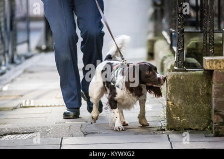 Londra, Regno Unito. Xvii gen, 2018. Una polizia sniffer cane esegue ricerche di sicurezza davanti alla duchessa di Cambridge, arrivial presso il Great Ormond Street Hospital di Londra ovest ad aprire ufficialmente il Mittal per bambini Centro Medico, home al nuovo Premier Inn edificio clinico. Credito: Guy Corbishley/Alamy Live News Foto Stock