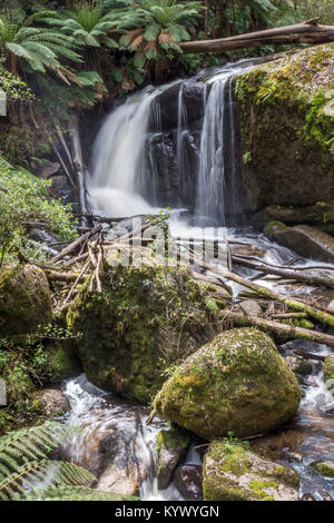 Una cascata che scorre in un flusso impetuoso tumbling su moss ricoperta di rocce e massi attraverso la felce di densa foresta coperta Foto Stock