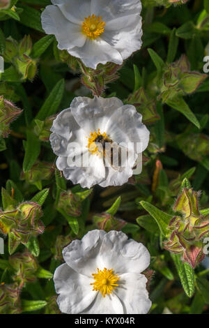 Bumble Bee per raccogliere il polline sul piccolo fiore bianco con colore giallo brillante centro tra Bright Green petali. Foto Stock