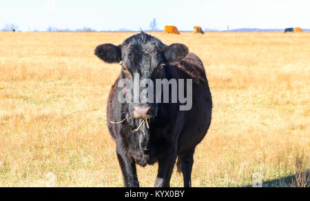 Il Black Angus mucca con la bocca piena di erba guardando la fotocamera - in campo oro con il rosso e il nero di mucche piccole in background Foto Stock