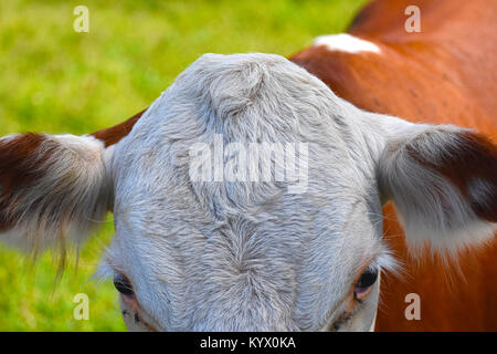 La testa di una mucca vicino fino a sfocare lo sfondo del suo corpo. Il fuoco selettivo sulla cima della sua testa. Gli occhi e le orecchie sono a fuoco. Gli occhi sono alcune mosche Foto Stock