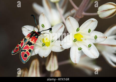 Giorno-battenti Burnett (falena Zygaena fausta) alimentazione su Asphodelus sp. fiori bianchi di verde stame. Dark ouf di messa a fuoco lo sfondo. Foto Stock