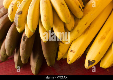 Cluster di Cavendish, rosso e mini pisang banane su una tavola di legno Foto Stock