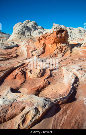 Lizard vista Rock Foto Stock
