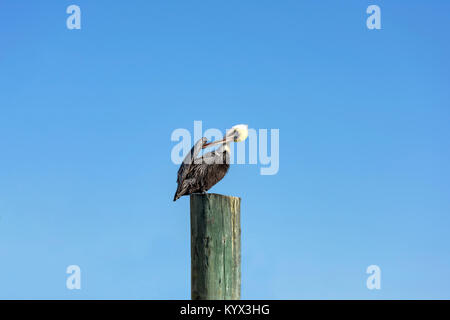 Pellicano bruno sulla parte superiore di impilamento di graffiare la sua ala. Destin Harbor, Florida Foto Stock