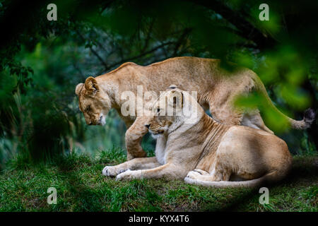 Due donne di Barbery lion (Panthera leo leo) la vita selvatica animale Foto Stock