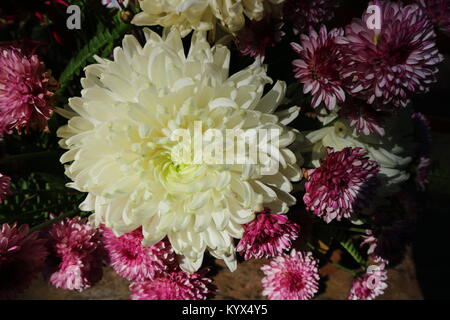 Bella rosa lilla crisantemo come immagine di sfondo. Crisantemo sfondo, crisantemi in autunno. Foto Stock