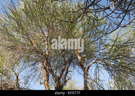 Euphorbia plagiantha è della specie di pianta di Euphorbiaceae family, endemica del Madagascar. Il suo habitat naturale è subtropicale o tropicale secco foreste. Foto Stock