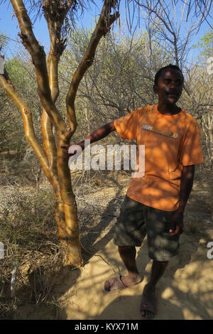 Euphorbia plagiantha è della specie di pianta di Euphorbiaceae family, endemica del Madagascar. Il suo habitat naturale è subtropicale o tropicale secco foreste. Foto Stock