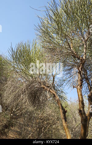 Euphorbia plagiantha è della specie di pianta di Euphorbiaceae family, endemica del Madagascar. Il suo habitat naturale è subtropicale o tropicale secco foreste. Foto Stock