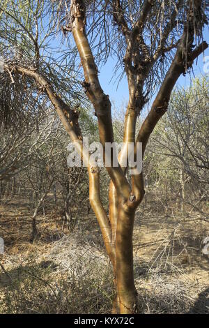 Euphorbia plagiantha è della specie di pianta di Euphorbiaceae family, endemica del Madagascar. Il suo habitat naturale è subtropicale o tropicale secco foreste. Foto Stock