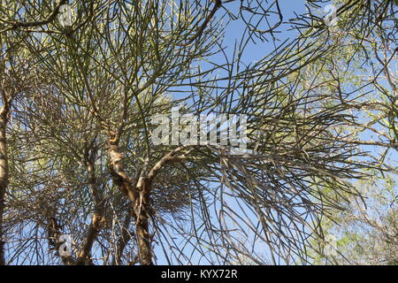 Euphorbia plagiantha è della specie di pianta di Euphorbiaceae family, endemica del Madagascar. Il suo habitat naturale è subtropicale o tropicale secco foreste. Foto Stock