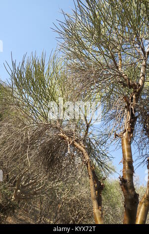 Euphorbia plagiantha è della specie di pianta di Euphorbiaceae family, endemica del Madagascar. Il suo habitat naturale è subtropicale o tropicale secco foreste. Foto Stock