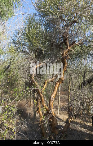 Euphorbia plagiantha è della specie di pianta di Euphorbiaceae family, endemica del Madagascar. Il suo habitat naturale è subtropicale o tropicale secco foreste. Foto Stock