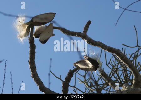 Pachypodium geayi è uno straordinario e decorative bottiglia a forma di albero, rami grigio metallico di spessore e succulenta, close up di semi, Madagascar Foto Stock