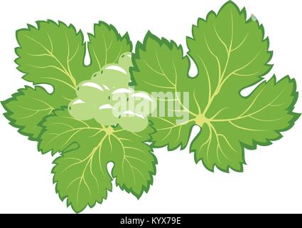 La vite e il grappolo di uva con foglie - concetto del vigneto Illustrazione Vettoriale