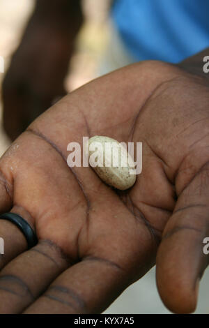 Il palmo della mano che tiene le sementi di Jackfruit (Artocarpus heterophyllus), Zanzibar, Tanzania. Foto Stock