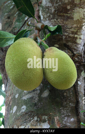 Jackfruit (Artocarpus heterophyllus), Zanzibar, Tanzania Foto Stock