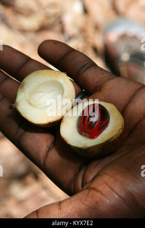 Mano d'uomo tenendo la noce moscata frutta tagliata a metà, visualizzazione di macis e il dado, Spice Farm, Zanzibar, Tanzania. Foto Stock