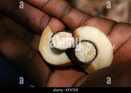 Mano d'uomo tenendo la noce moscata frutta tagliata a metà, visualizzazione di macis e il dado, Spice Farm, Zanzibar, Tanzania. Foto Stock
