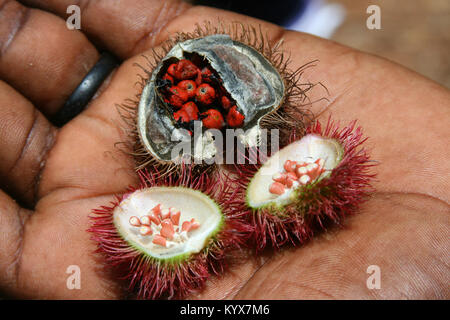 Mature e secco Achiotes temprato (Bixa orellana), Spice Farm, Zanzibar, Tanzania. Foto Stock