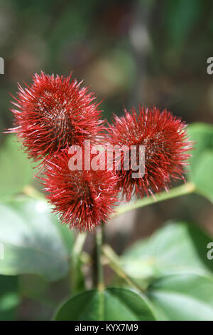 3 mature achiotes cresce su tree (Bixa orellana), Spice Farm, Zanzibar, Tanzania. Foto Stock