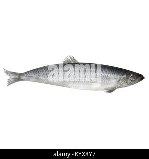 Aringa fresca pesce isolato su bianco. 3D illustrazione Foto Stock