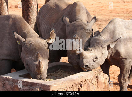 I rinoceronti neri con archiviato corna per proteggere dai cacciatori di frodo di rhino, (Diceros simum) a Victoria Falls riserva privata, Zimbabwe. Foto Stock