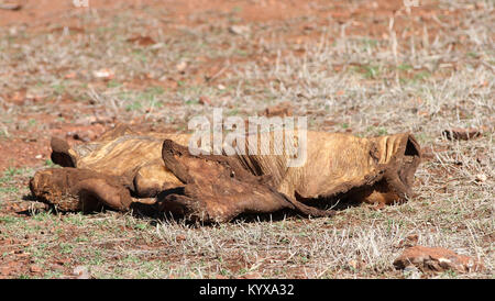 Dead pelle di elefante rimane sul terreno, Victoria Falls riserva privata, Zimbabwe. Foto Stock