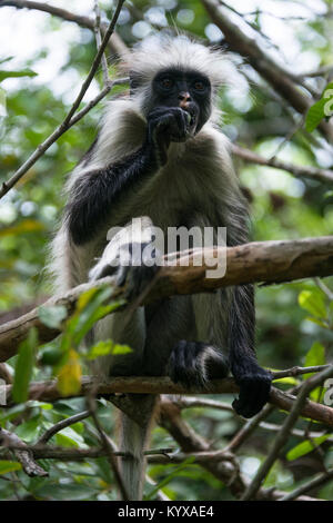 In via di estinzione Zanzibar Red Colobus Monkey (Procolobus kirkii), la foresta di Jozani, isola di Zanzibar, Tanzania Foto Stock