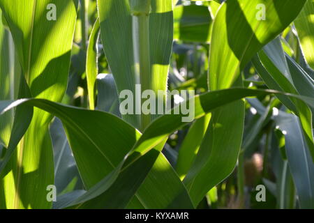 Foglie di granoturco con il pomeriggio di sole che splende attraverso Foto Stock