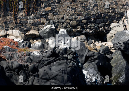 Gli uccelli marini seduti sulle rocce, Vina del Mar, Cile Foto Stock